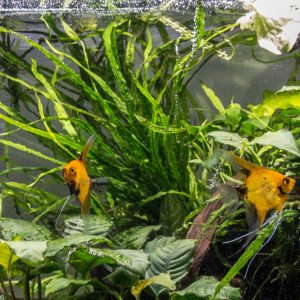 گیاه آبزی آکواریوم پلنت سرخس جاوا تایوان Microsorum pteropus “Taiwan Narrow”(پک 5 برگی)