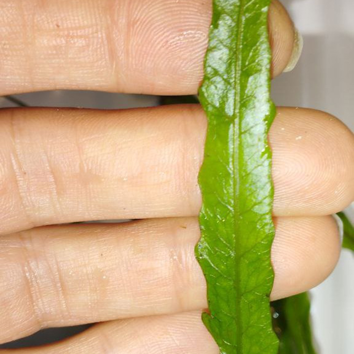 گیاه آبزی آکواریوم پلنت سرخس جاوا تایوان Microsorum pteropus "Taiwan Narrow"(پک 5 برگی) - Image 4
