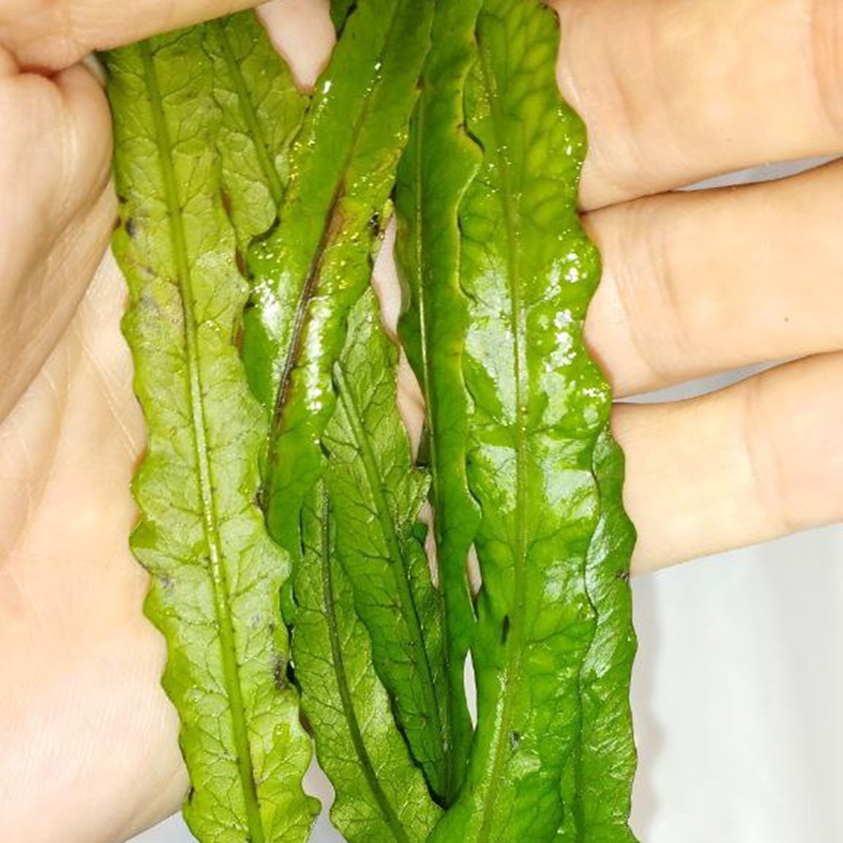 گیاه آبزی آکواریوم پلنت سرخس جاوا تایوان Microsorum pteropus "Taiwan Narrow"(پک 5 برگی) - Image 5