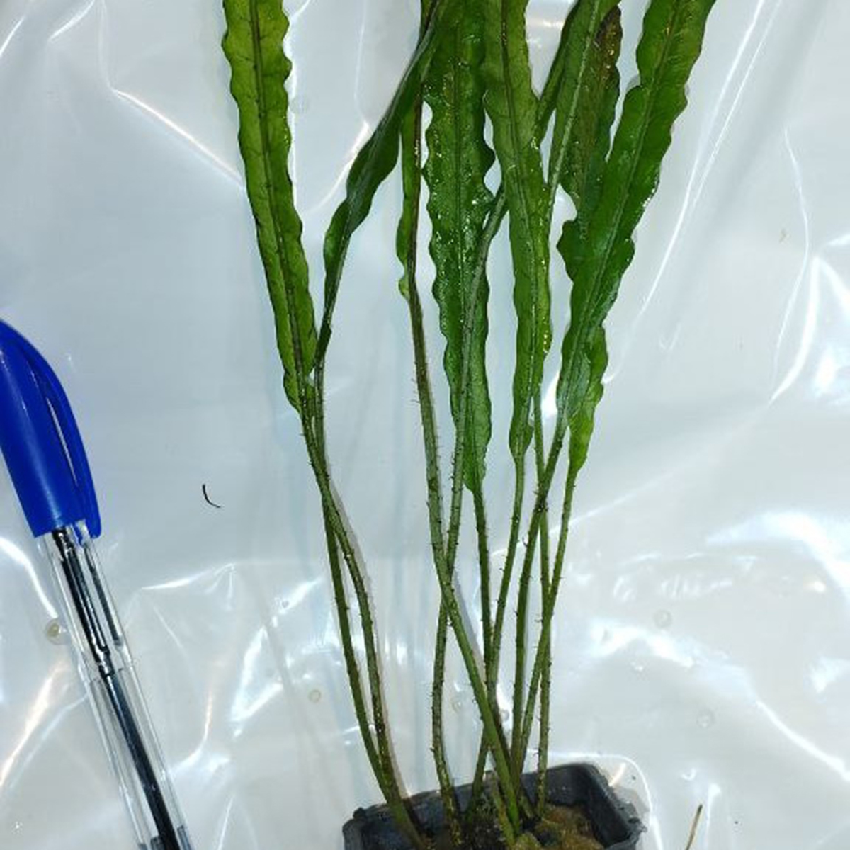 گیاه آبزی آکواریوم پلنت سرخس جاوا تایوان Microsorum pteropus "Taiwan Narrow"(پک 5 برگی) - Image 6