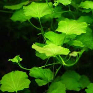 گیاه آبزی آکواریوم پلنت کاردامین لیراتا  Cardamine lyrata ( پک 5 شاخه)