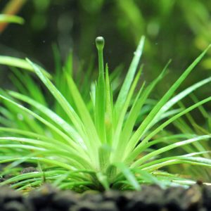 گیاه آبزی آکواریوم پلنت اریوکالن سینرویم Eriocaulon cinereumع به