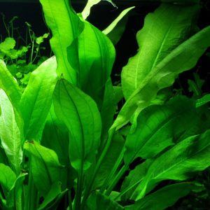 گیاه آبزی آکواریوم پلنت اچینودوروس شمشیر آمازون Echinodorus grisebachii ‘Amazonicus’