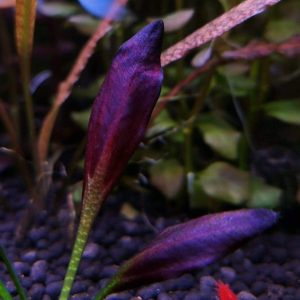 گیاه آبزی آکواریوم پلنت اچینودوروس آفلامه بنفش echinodorus aflame purple dark